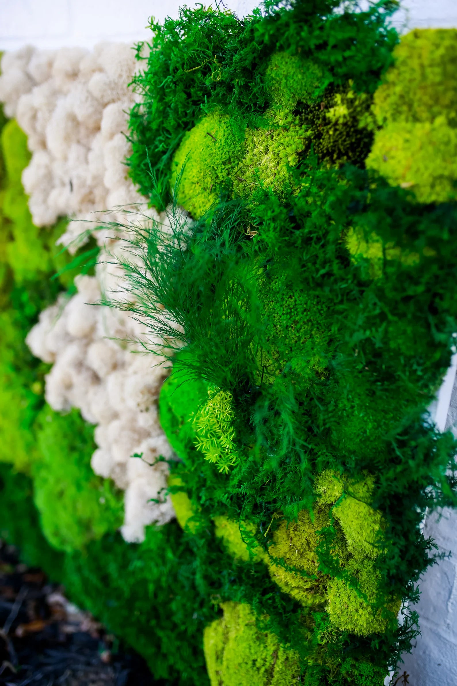 Preserved Moss White Reindeer Moss, Pillow and Mood Moss