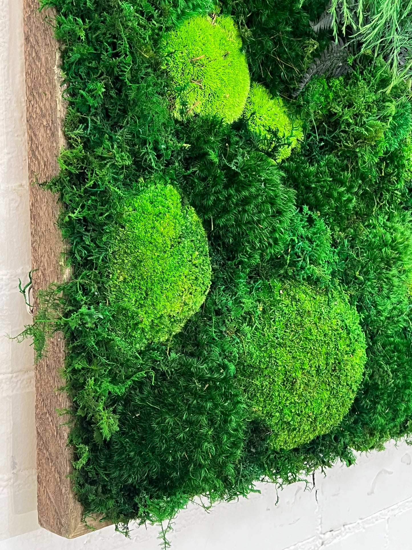 Preserved Mood and Pillow Moss "Wild Wall"