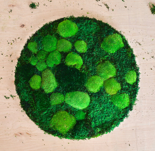 Preserved Round Moss Wall