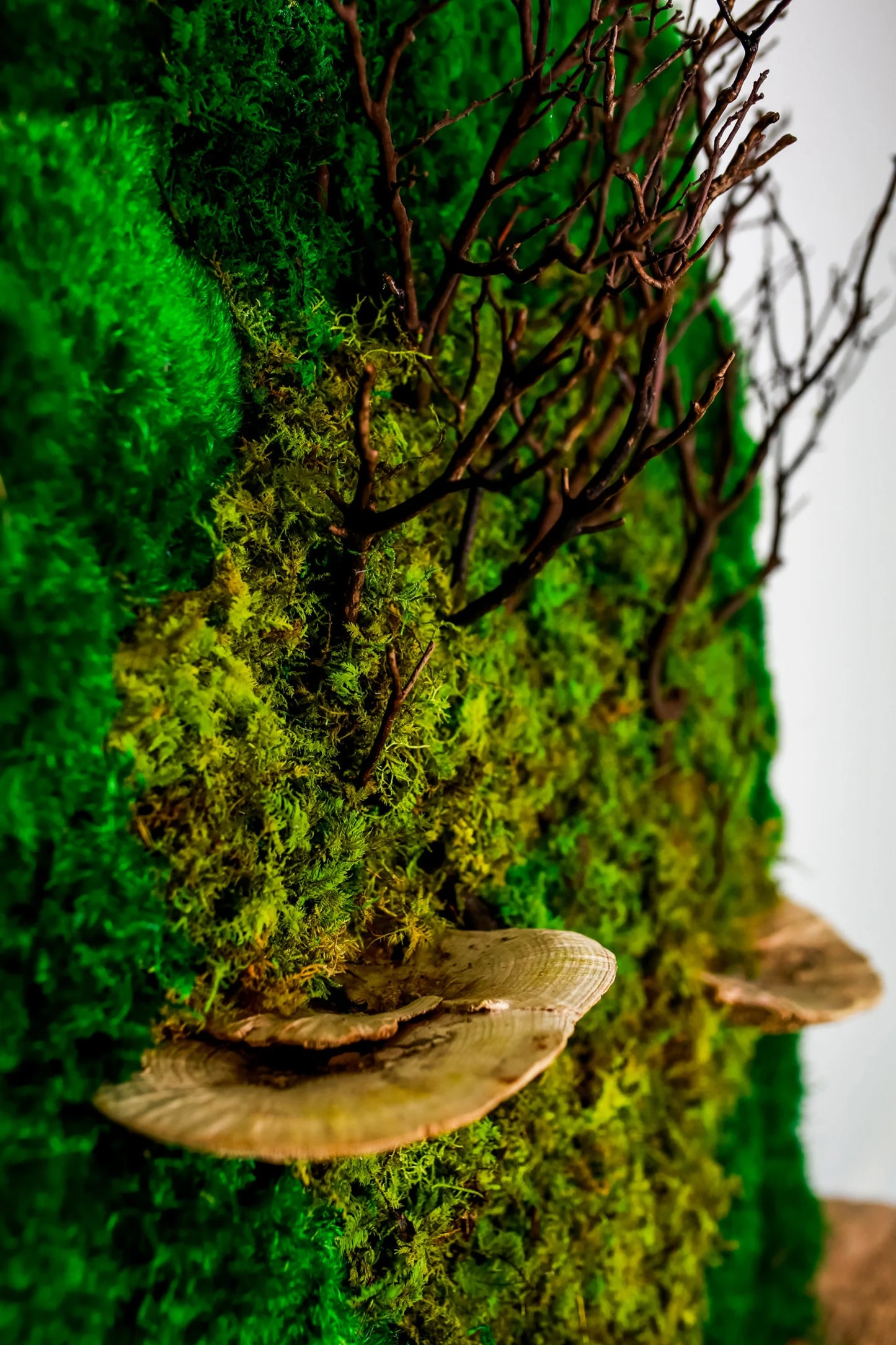 Preserved Moss Wall with Manzanita Branches and Mushrooms