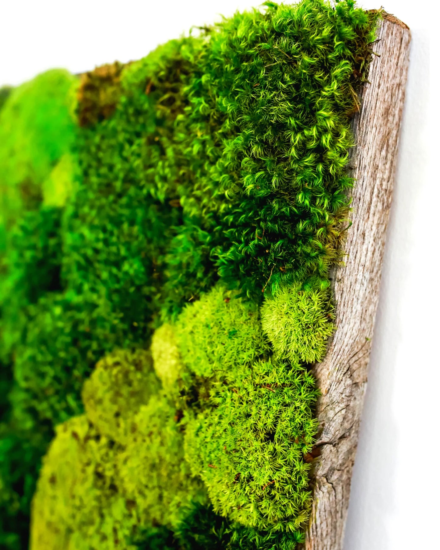 Preserved Moss Art - Chartreuse and Emerald Green Mixed Pillow Moss